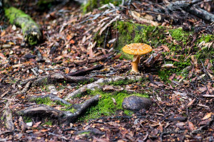 Amanita fungi Tarkine Tasmania