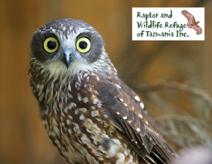 Raptor Refuge Tasmania Postcards: Boobook Owl (2899)