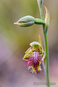 Calochilus herbaceus (pale beard-orchid) 