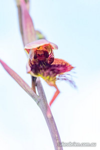 Calochilus paludosus (strap beard-orchid)