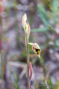 Calochilus platychilus (purple beard-orchid)