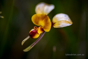 Diuris orientis wallflower orchid