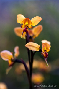 Diuris orientis wallflower orchid
