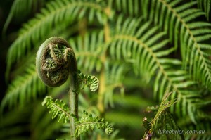 Fern fronds in the Blue Tier north east Tasmania