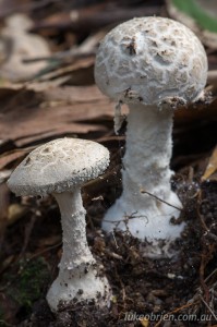 Fungi on the Blue Tier Giant Walk Tasmania