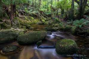 Cascades and rainforest, Blue Tier, North East Tasmania