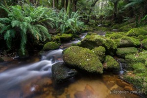 Cascades in the Tasmanian rainforest. Groom River, Blue Tier.