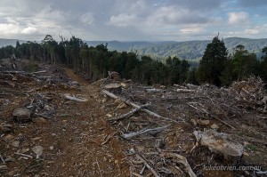 Tarkine rainforest logging Tasmania