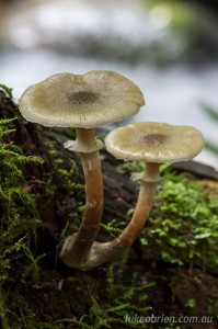 Fungi, north east Tasmania