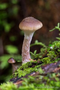 Fungi, north east Tasmania