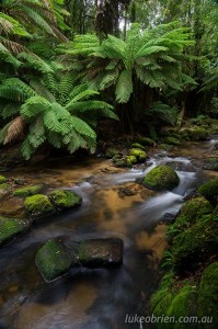 Rainforest near St Columba Falls, north east Tasmania