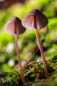 Fungi, Upper Florentine Valley