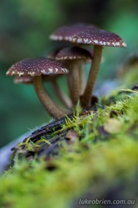 Tasmanian fungi, Upper Florentine Valley