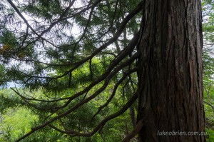 Japanese Umbrella Pine (Kouyamaki) - trunk and branches