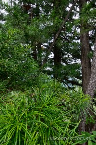 Japanese Umbrella Pine (Kouyamaki) - foilage
