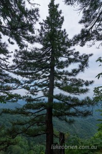 Japanese Umbrella Pine (Kouyamaki) on Mezashidake in Fukushima