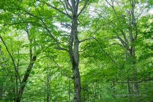 Beech forest at Bunadaira, Oze National Park