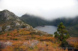 Autumn in Tasmania - Fagus, Cradle Mountain