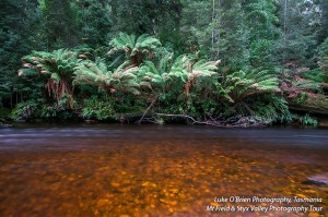 Tasmanian photography workshops – Mt Field & Styx Valley