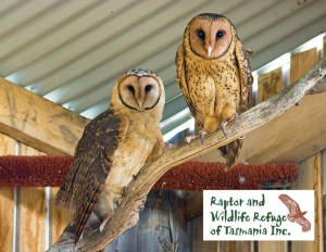 Raptor Refuge Tasmania Postcards: Masked Owl (9814)