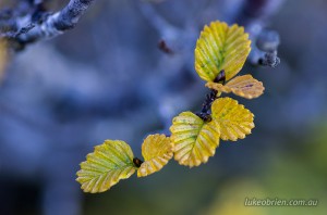 A macro close up of the fagus leaves