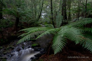 Giant tree ferns downstream of the waterfall
