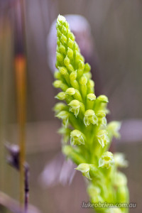 Microtis unifolia common onion-orchid