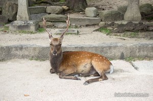 Miyajima Japan Deer