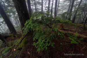 Mt Taishaku, forest and mist, Fukushima