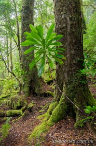 Myrtle Rainforest and native laurel, Mt Lindsay
