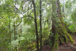 Myrtle rainforest Mt Lindsay, Tarkine