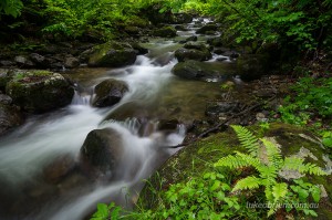 Forest stream at Nanairi, Oze National Park