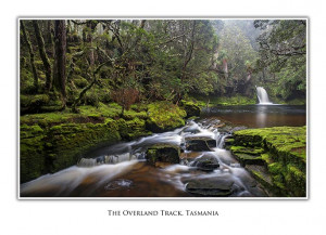 Rainforest Stream Overland Track