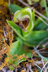 Pterostylis cucullata subsp. cucullata (leafy greenhood)