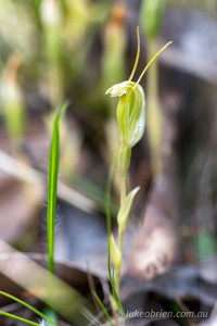 Pterostylis nana (dwarf greenhood)
