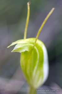 Pterostylis nana (dwarf greenhood)