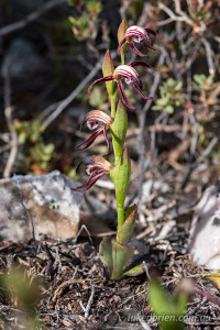 Pyrorchis nigricans fire orchid