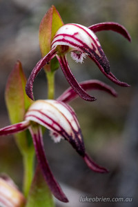 Pyrorchis nigricans fire orchid