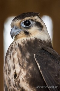 Brown Falcon at Tasmania's Raptor Refuge