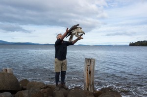 Raptor Refuge Sea Eagle Release
