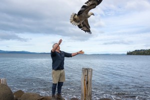 Raptor Refuge Tasmania Sea Eagle Release