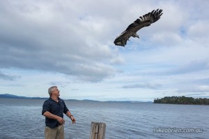 Raptor Refuge Sea Eagle Release