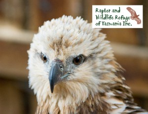 Raptor Refuge Tasmania Postcards White Bellied Sea Eagle (2038)