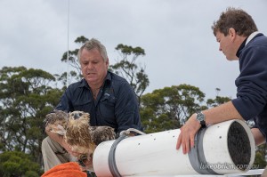 Sea Eagle Release Bruny Island