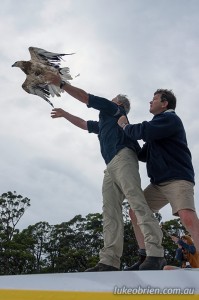 Sea Eagle Release Bruny Island