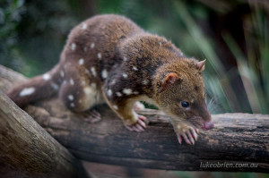 Spotted Tail Quoll Bonorong