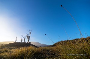 Sunrise Cradle Mountain - Buttongrass