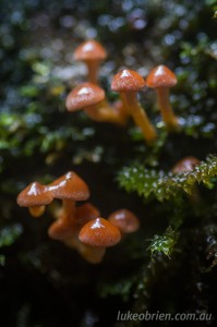 Tiny Tarkine fungi near Corinna