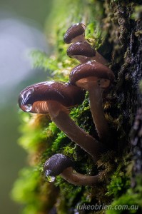 Mushrooms in Tasmanias Tarkine