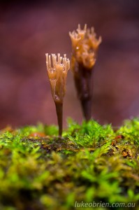 Intricate detail of Tasmanian rainforest fungi in the Tarkine region